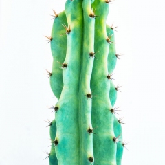 Cactus on White
