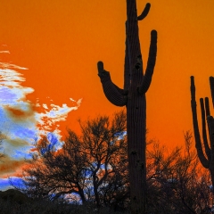 Saguaro on Orange Sky