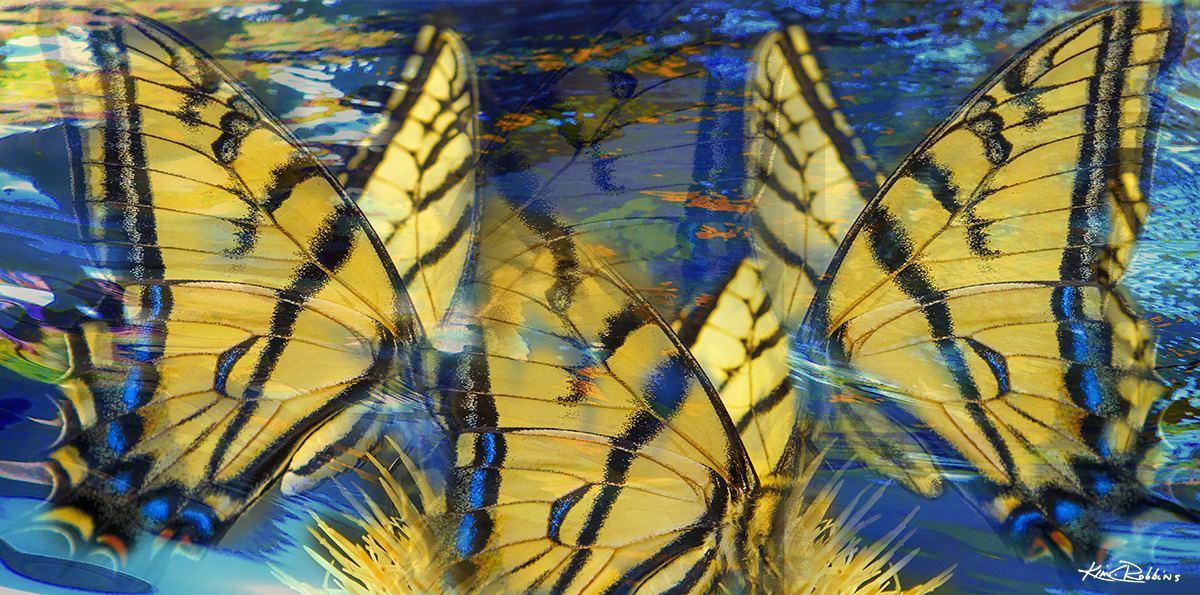 Butterflies on the Water