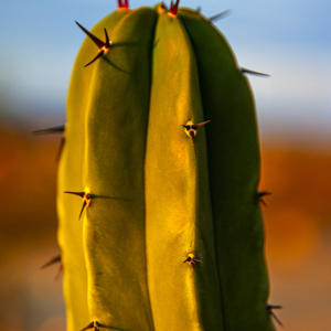 Cactus at Sunset Joshua Tree