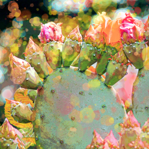 Rainbow Cactus Blooms